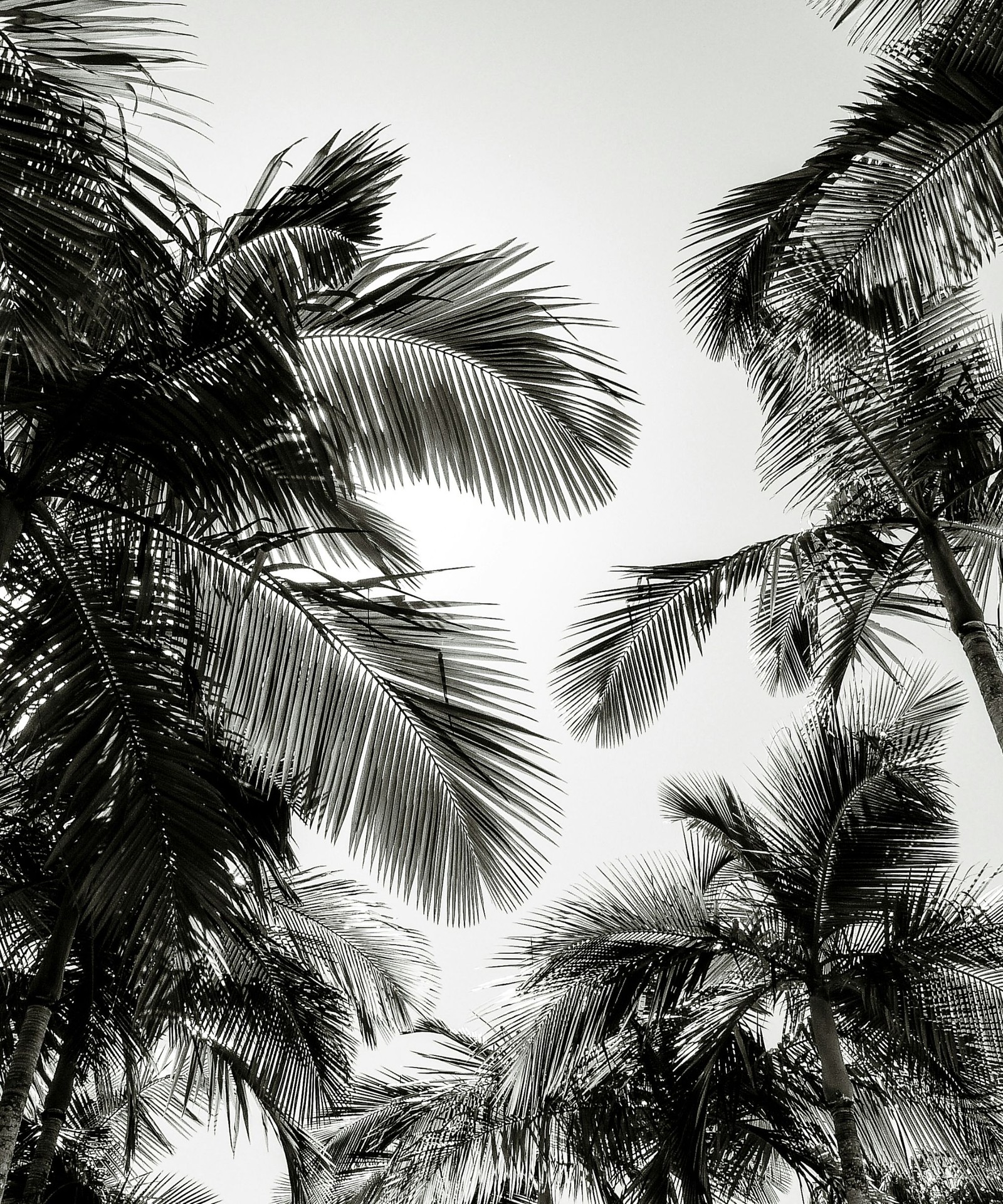 California palms